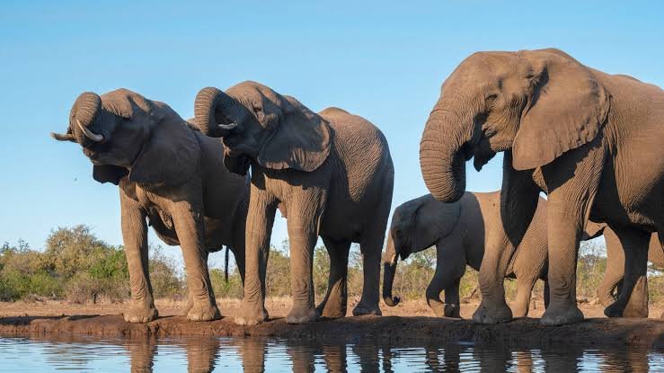 Managing Botswana’s Elephant Population: Challenges and Solutions